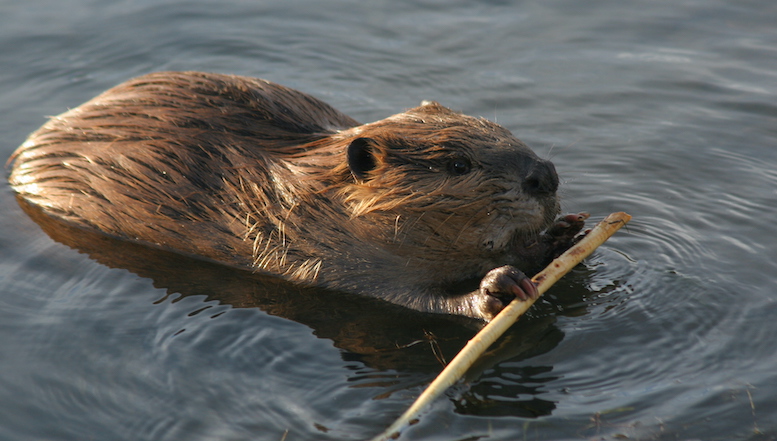 ビーバーが役所を出し抜く！チェコの湿地再生プロジェクトを「無許可施工」し話題に