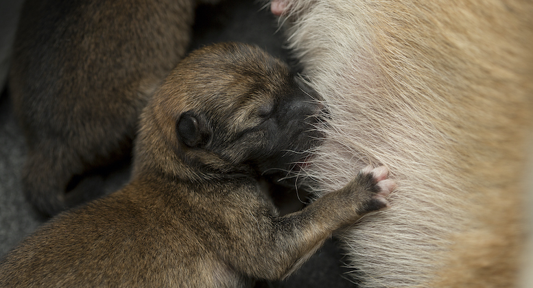 野良犬の母親、瀕死の子犬を動物病院に… 母犬の勇敢な行動とそれに応えた人々の温かい手助けが生んだ奇跡