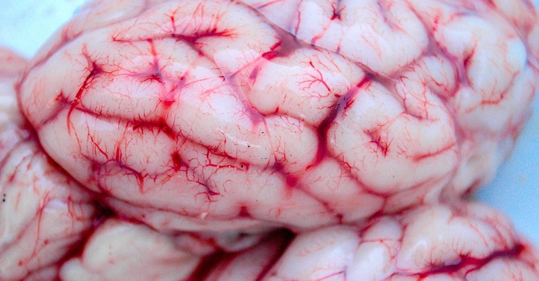 古代ヨーロッパ人は18,000年前に敵の脳を食べていた… 新たな研究が明らかに