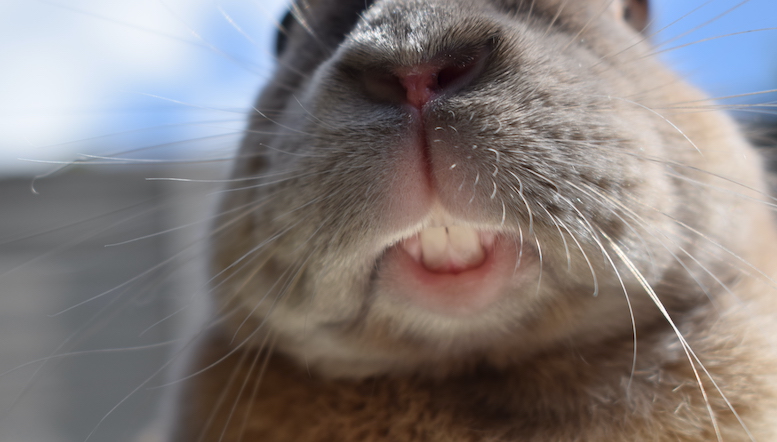 ウサギさん、『歯』の成長に必要なカルシウムを『歯』で補っている可能性… 驚きの研究結果