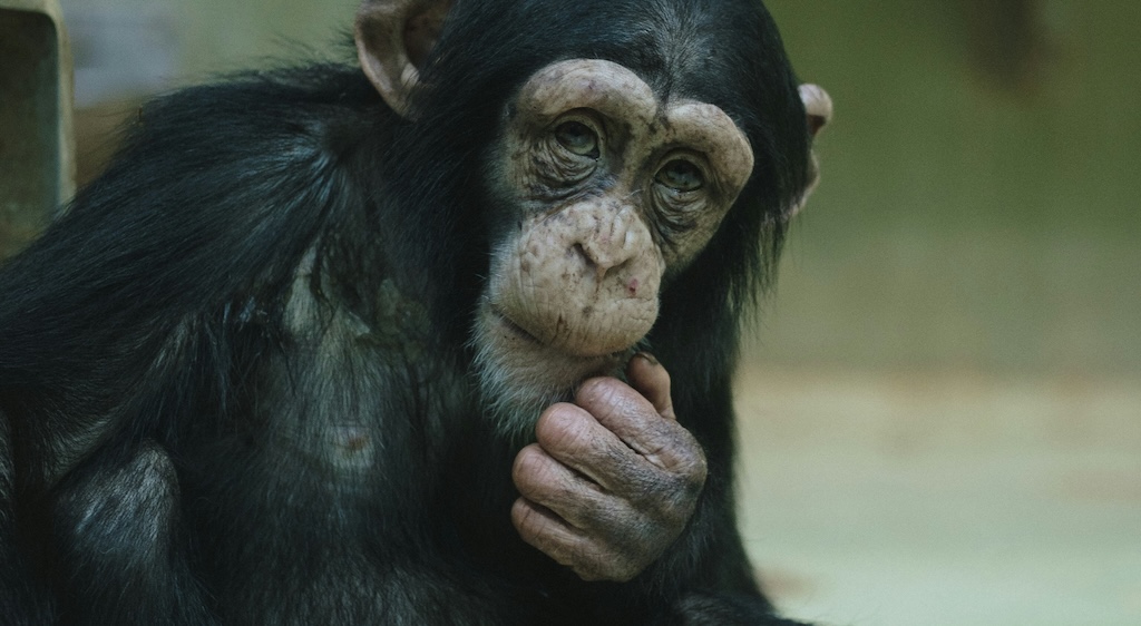 野生のチンパンジー、自然発酵した果実を共有して社交を深める事が判明