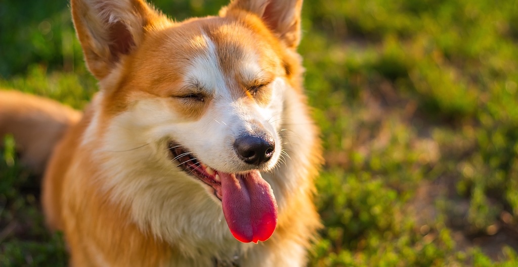 AIが動物の「痛みの顔」を読み取る時代へ　科学が証明する“表情の言語”とは？