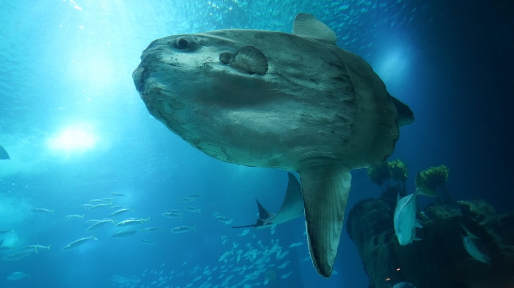 「間抜けな魚」マンボウが、なぜ海で生き残れたのか？ 注目される“進化の奇跡”