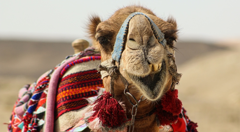 ラクダの抗体が脳を救う？ ナノボディが切り拓く認知症治療の未来